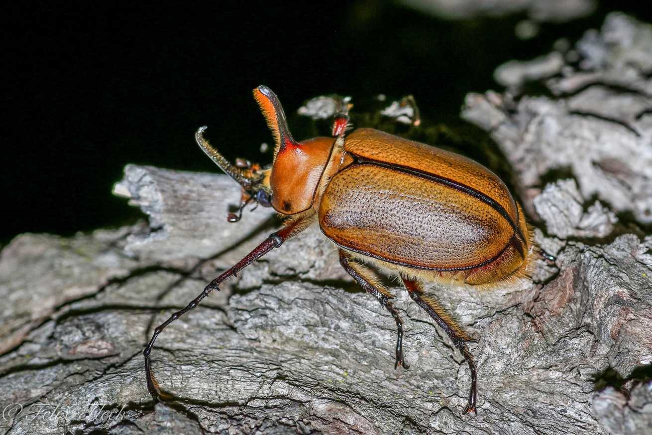 Golofa eacus