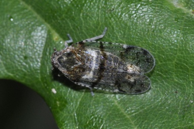Cixius