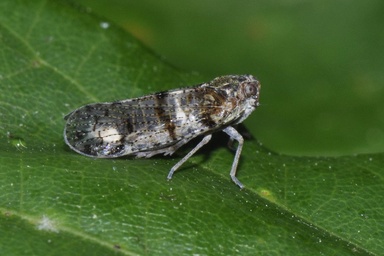 Cixius