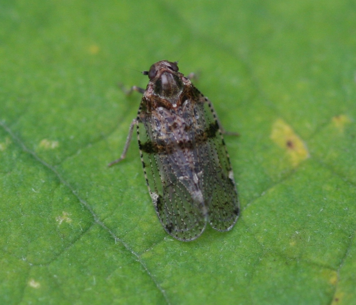 Cixius