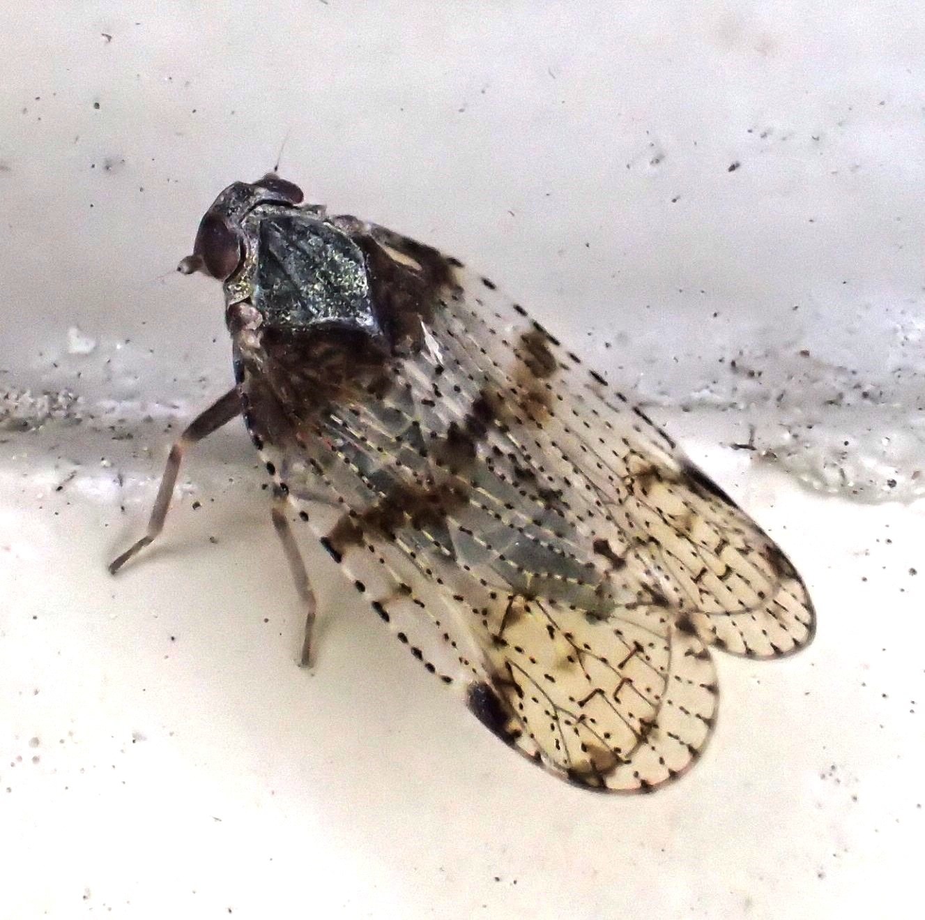 Cixius