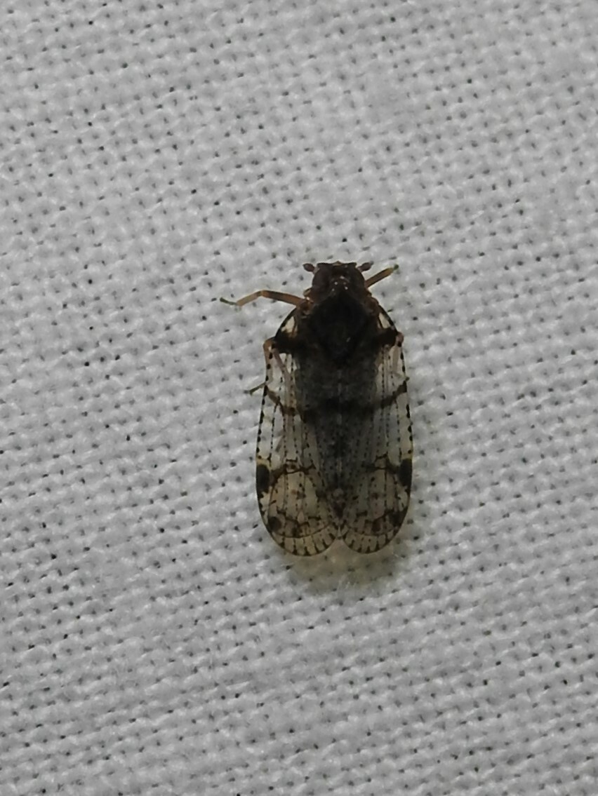 Cixius