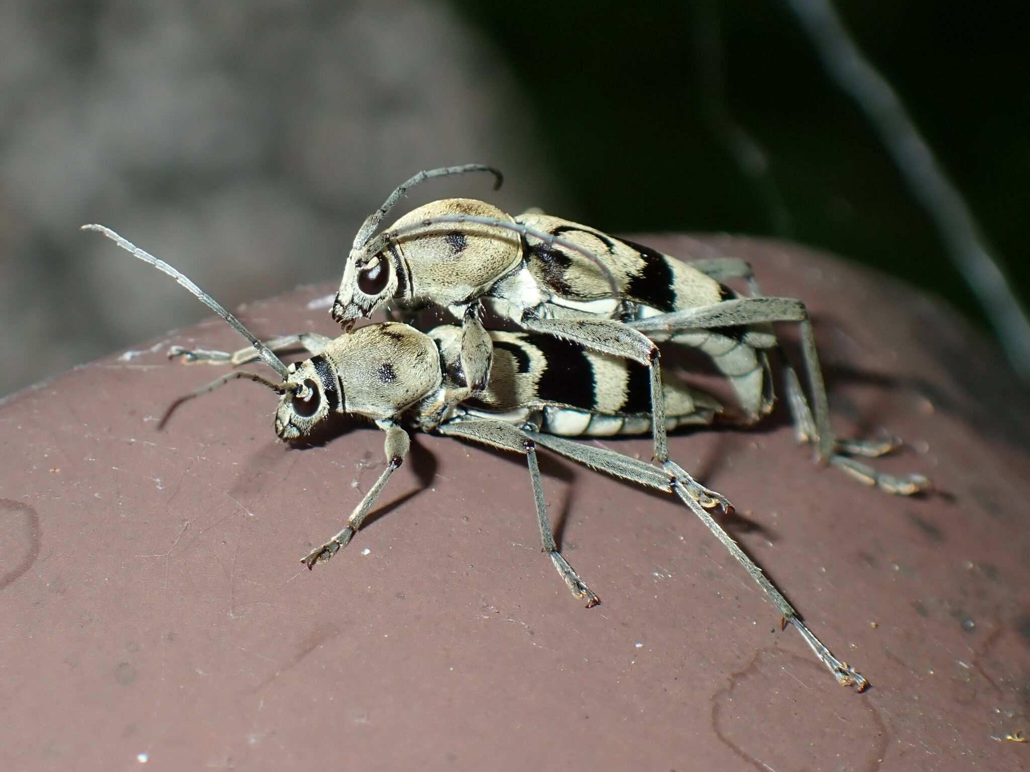 Chlorophorus signaticollis