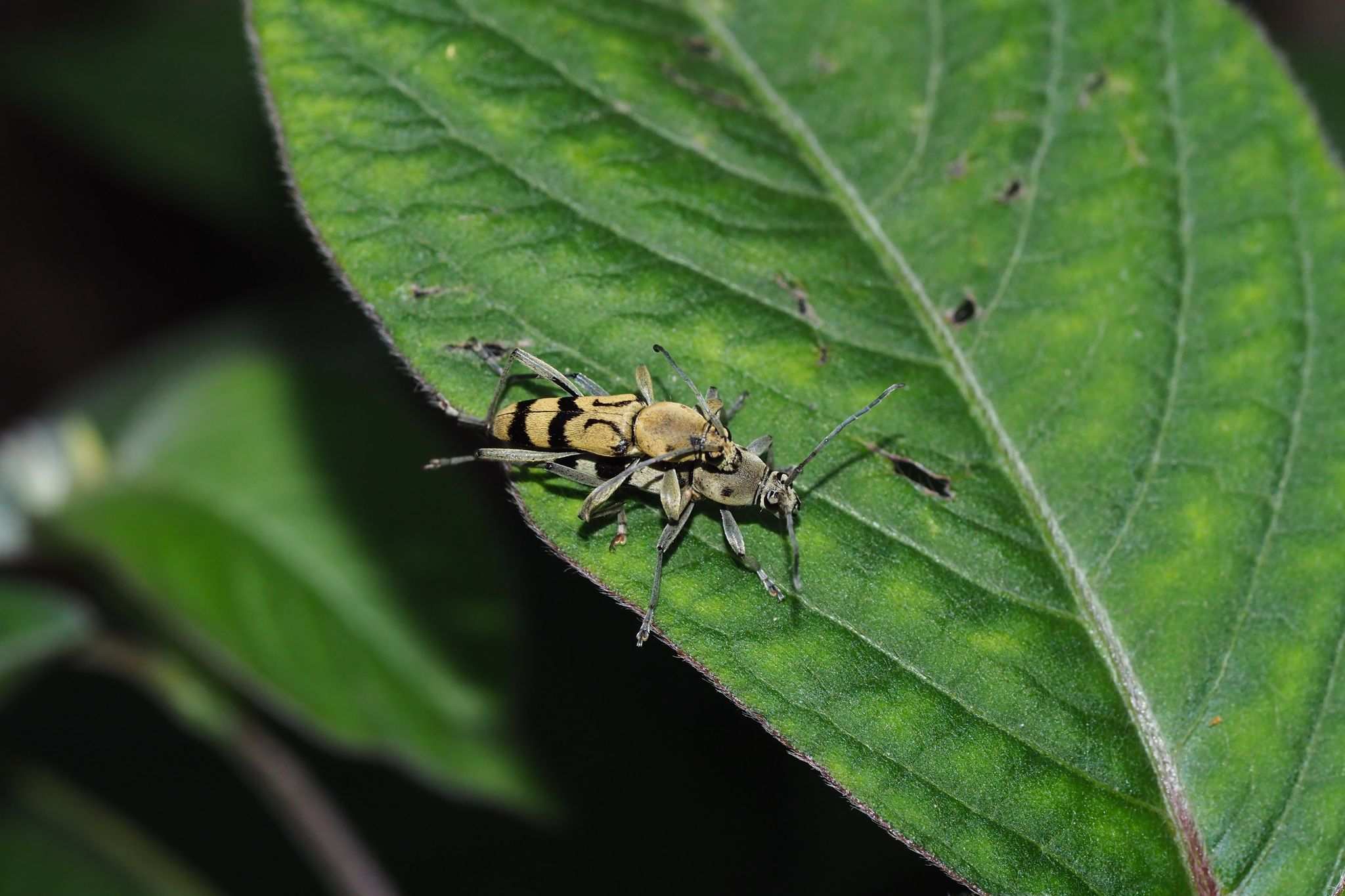 Chlorophorus signaticollis