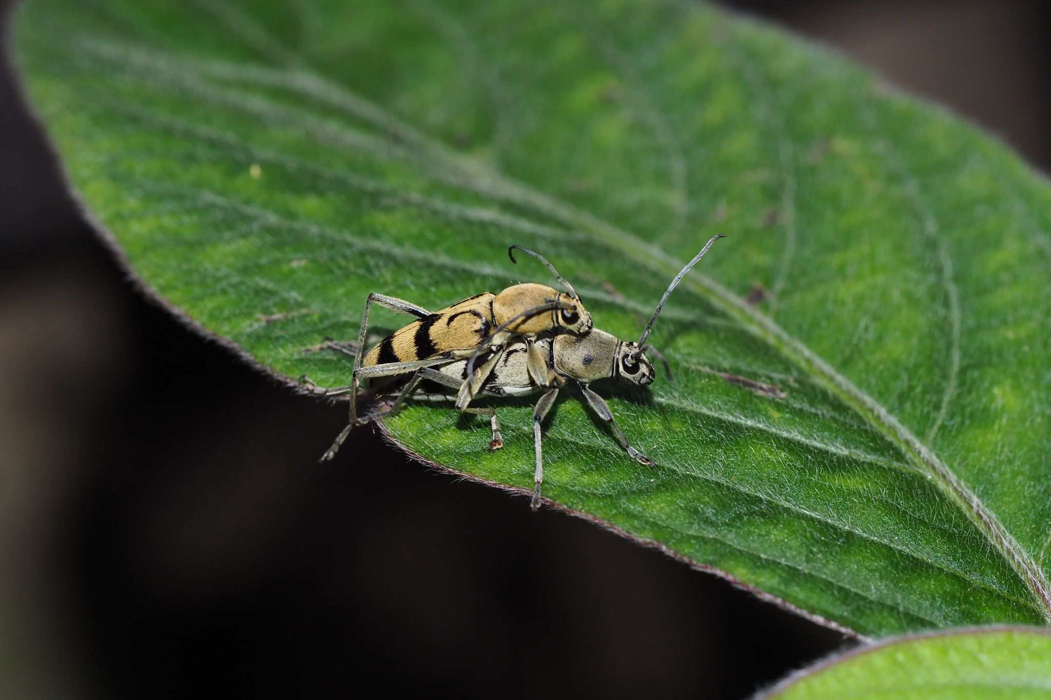 Chlorophorus signaticollis