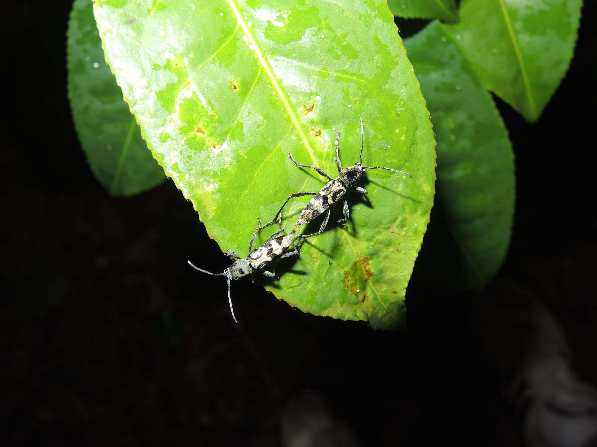 Chlorophorus signaticollis