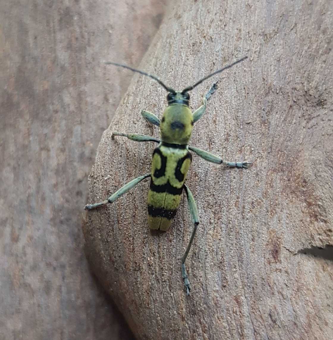 Chlorophorus signaticollis