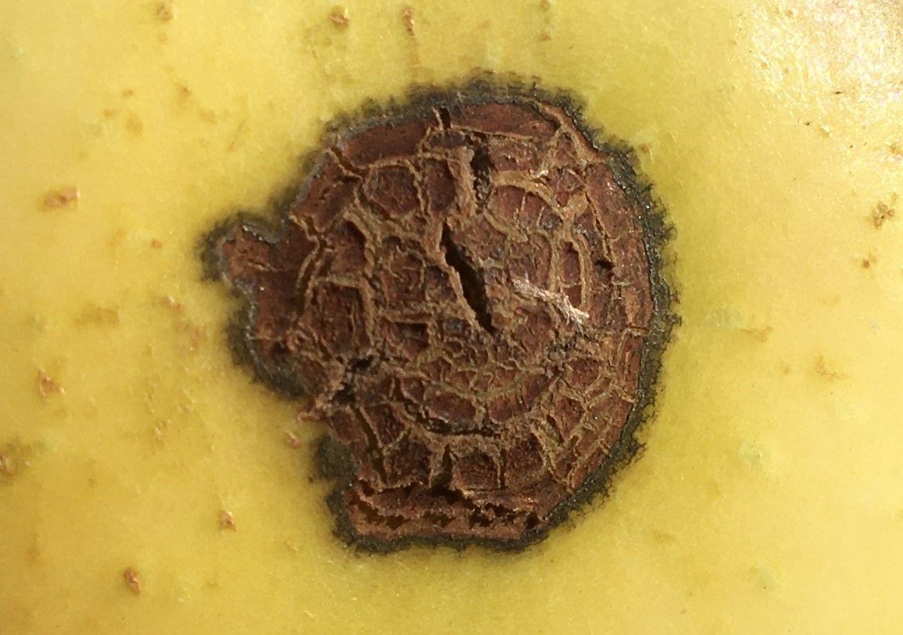 Spilocaea