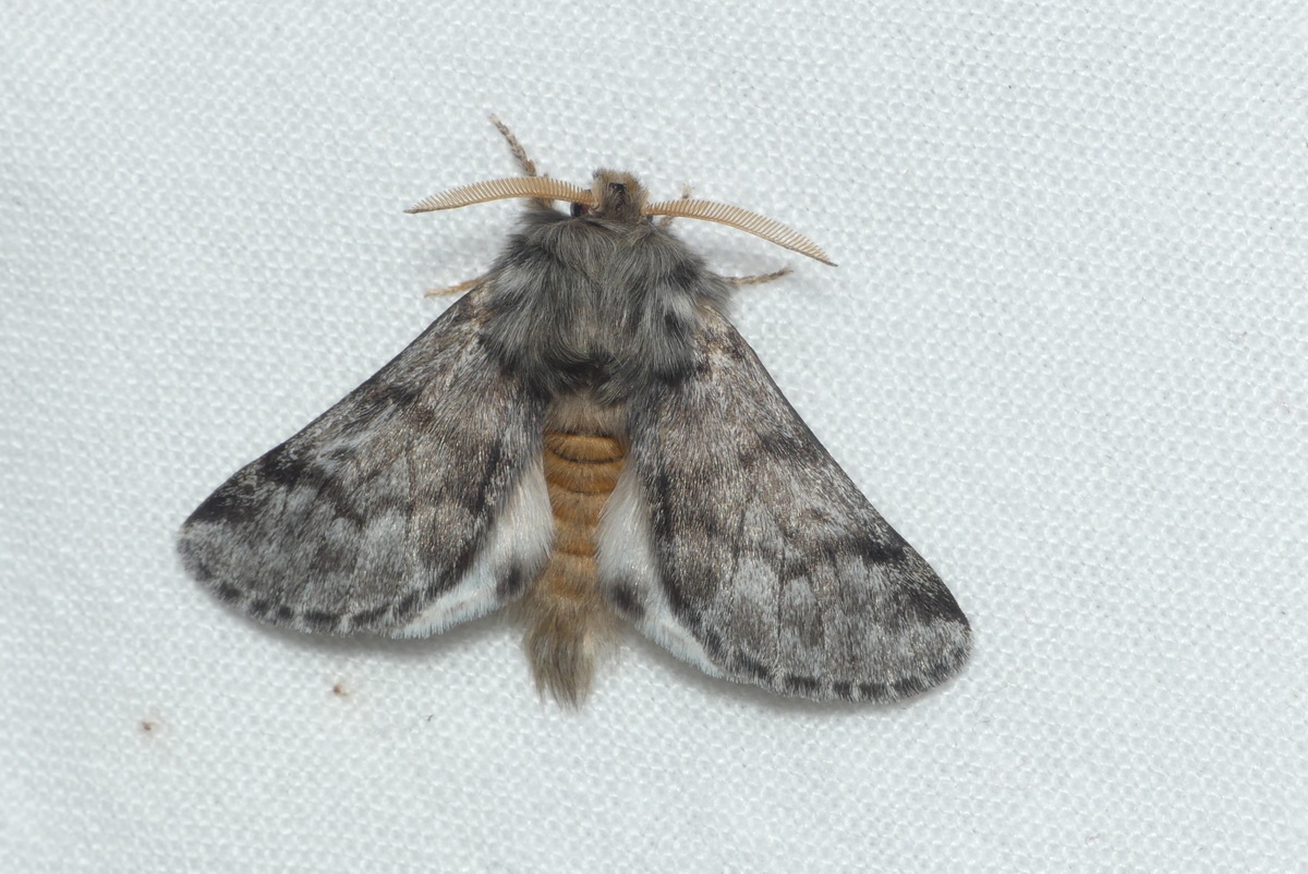 Thaumetopoea pityocampa