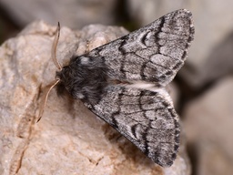 Thaumetopoea pityocampa