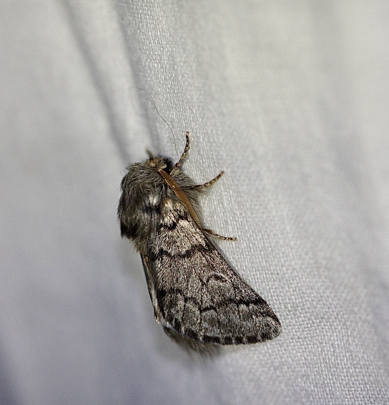 Thaumetopoea pityocampa