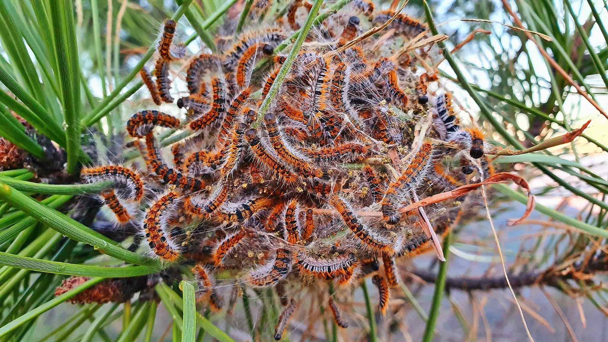 Thaumetopoea pityocampa