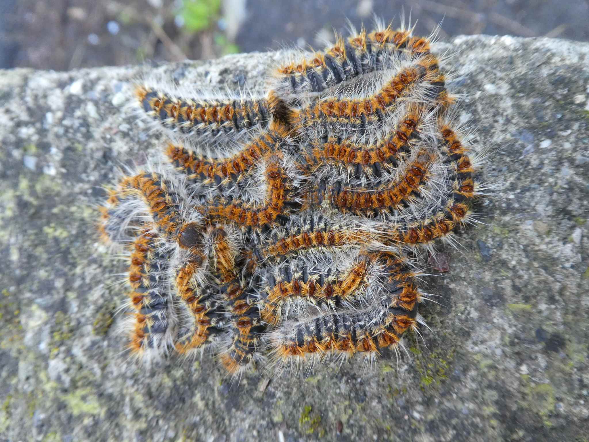 Thaumetopoea pityocampa