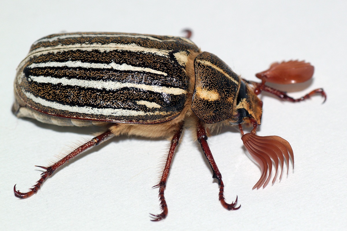 Polyphylla decemlineata