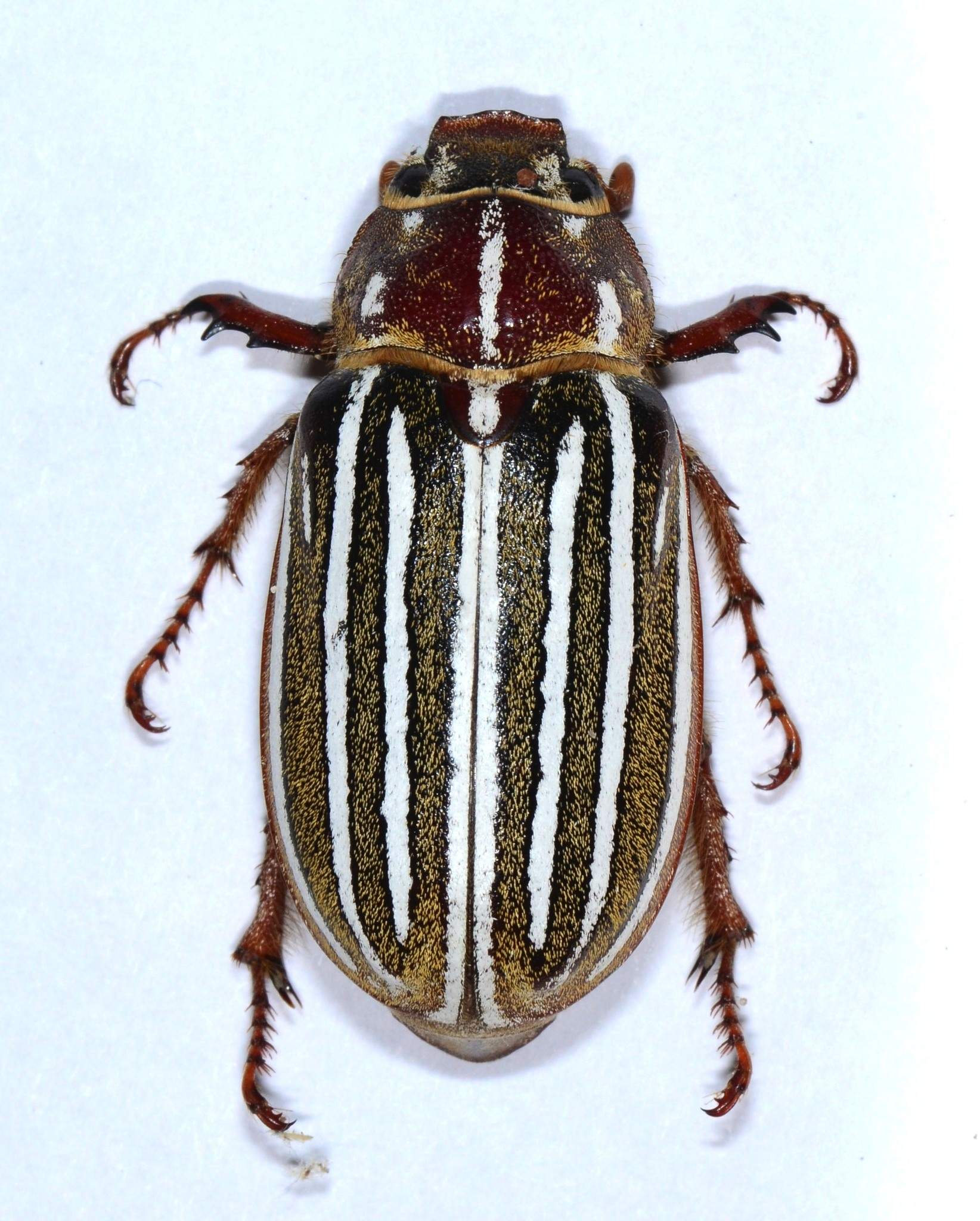 Polyphylla decemlineata