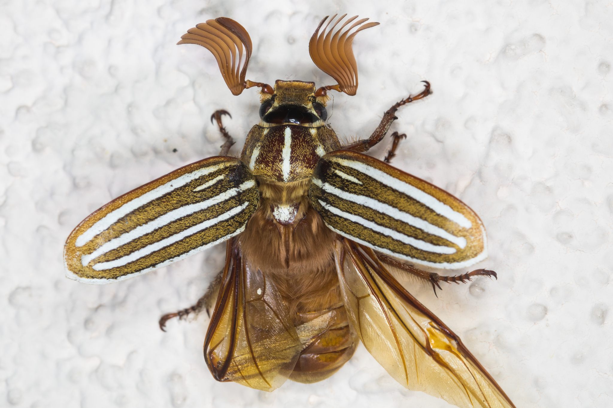 Polyphylla decemlineata