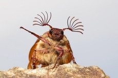Polyphylla decemlineata