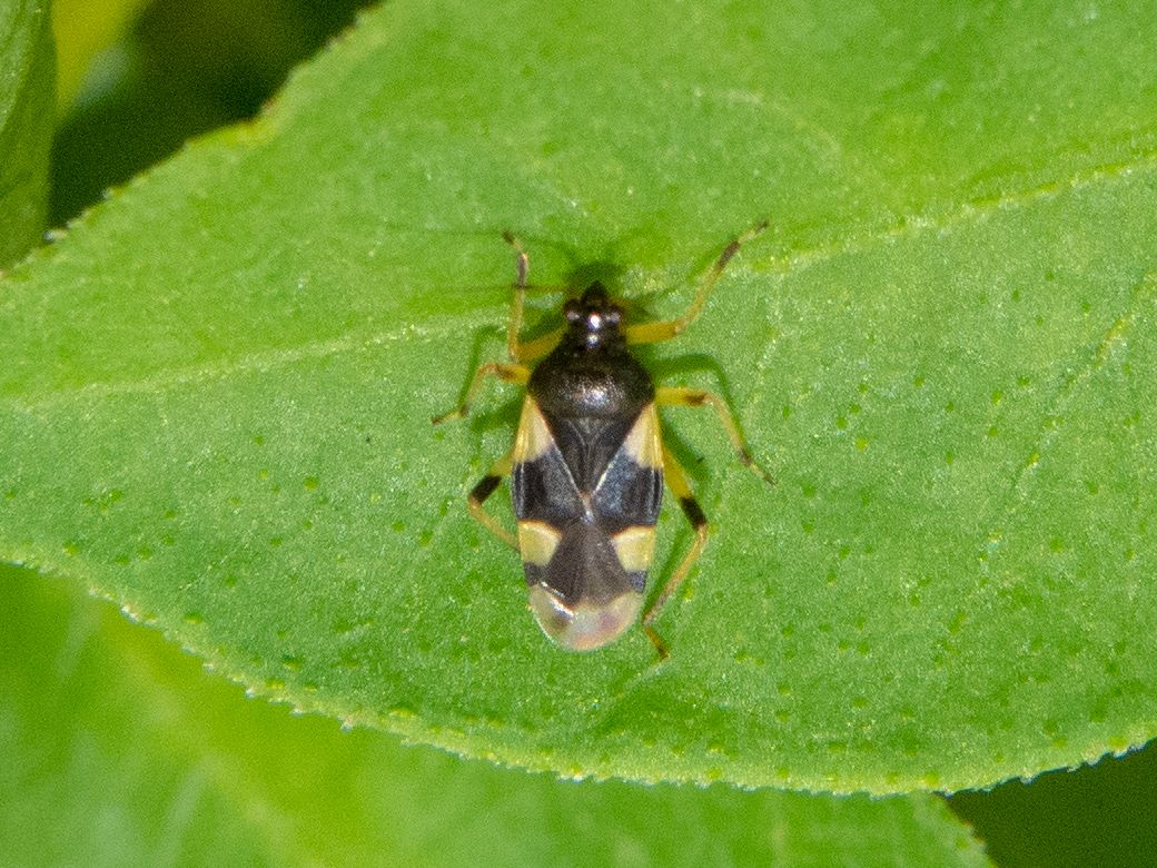 Eccritotarsus