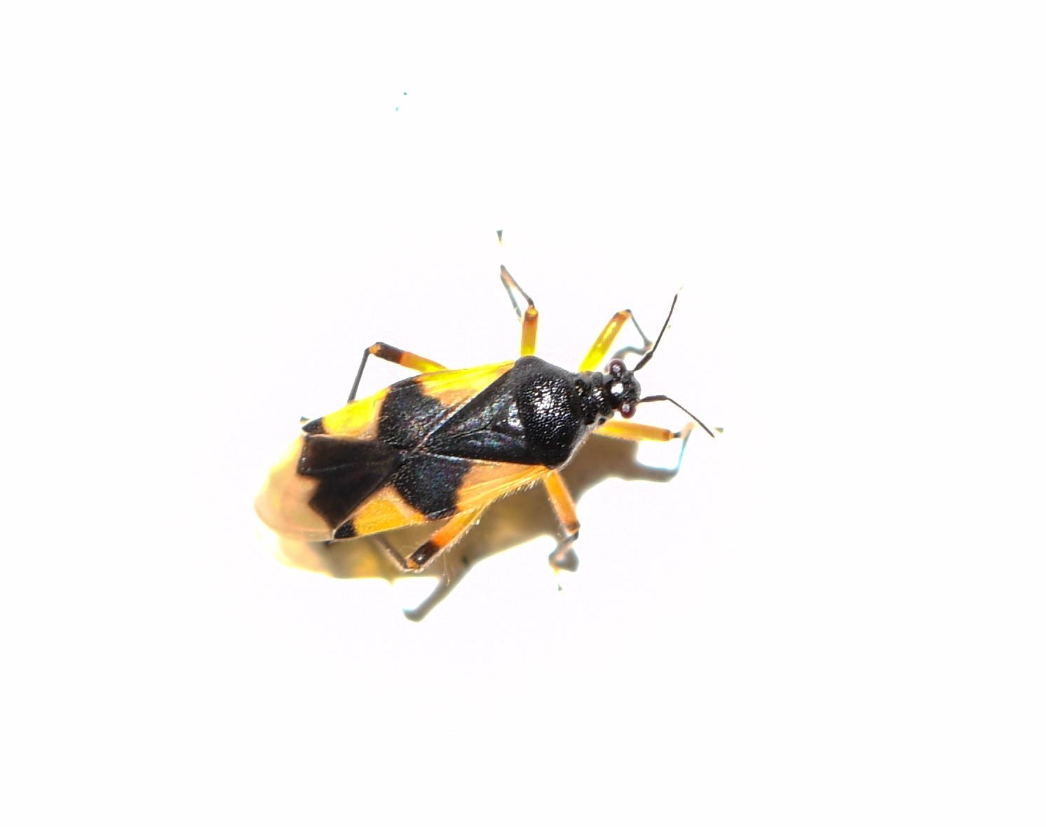 Eccritotarsus