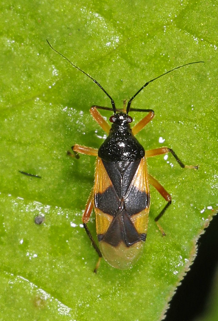 Eccritotarsus