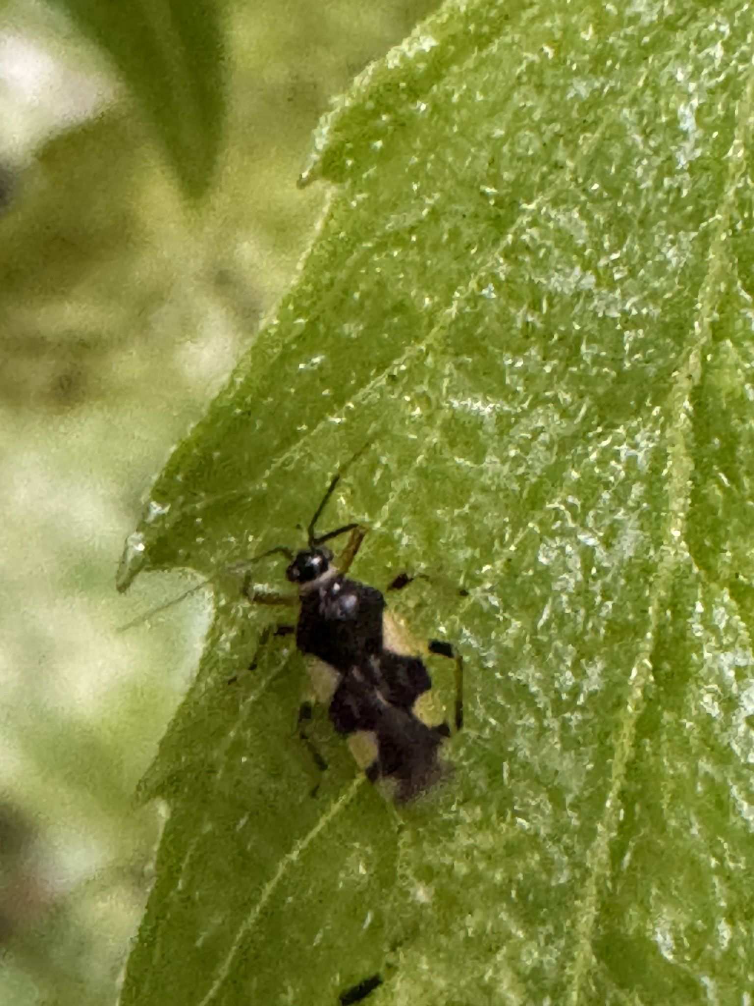 Eccritotarsus