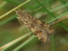 Nomophila noctuella
