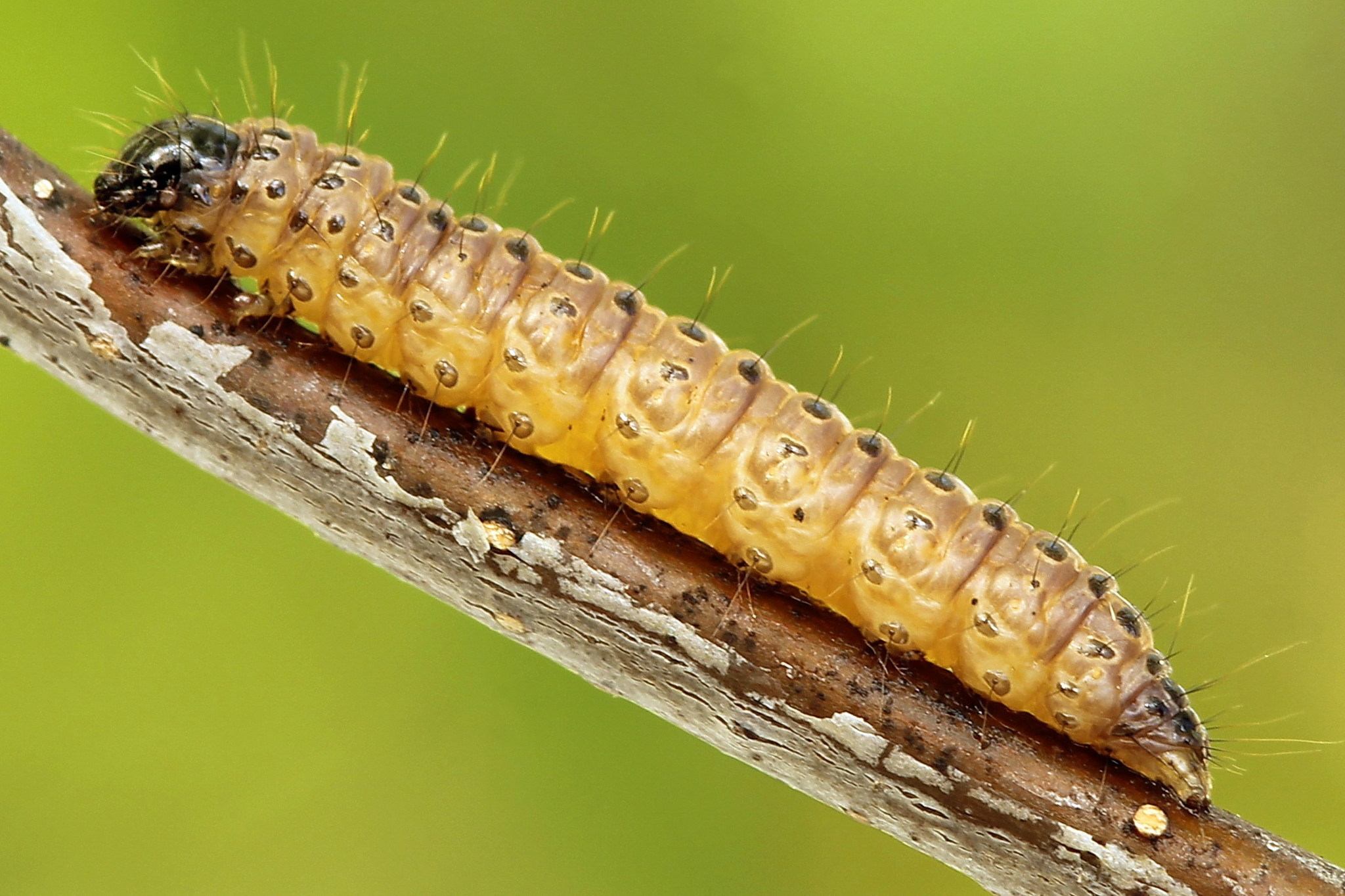 Nomophila noctuella