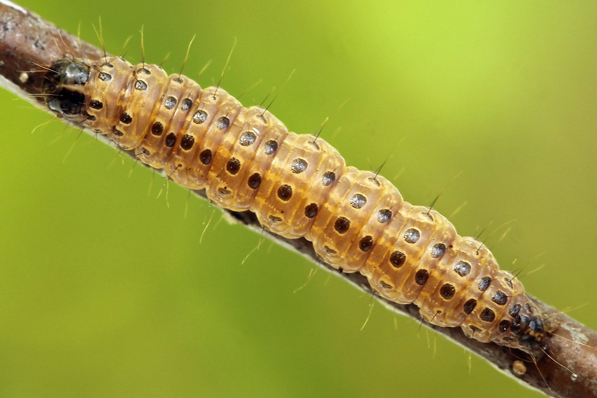 Nomophila noctuella