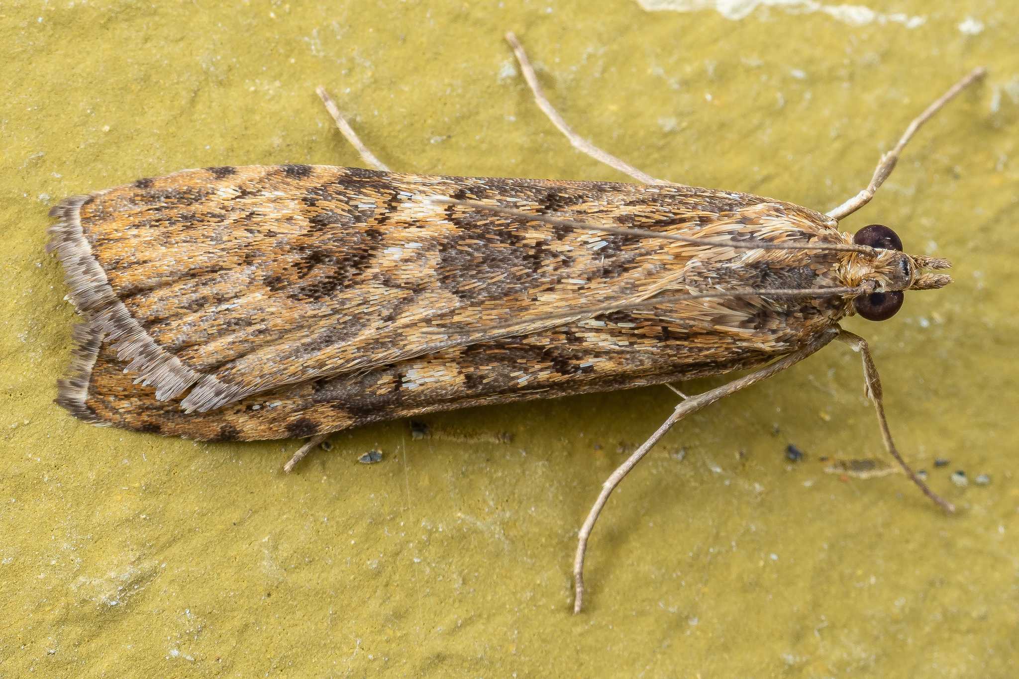 Nomophila noctuella