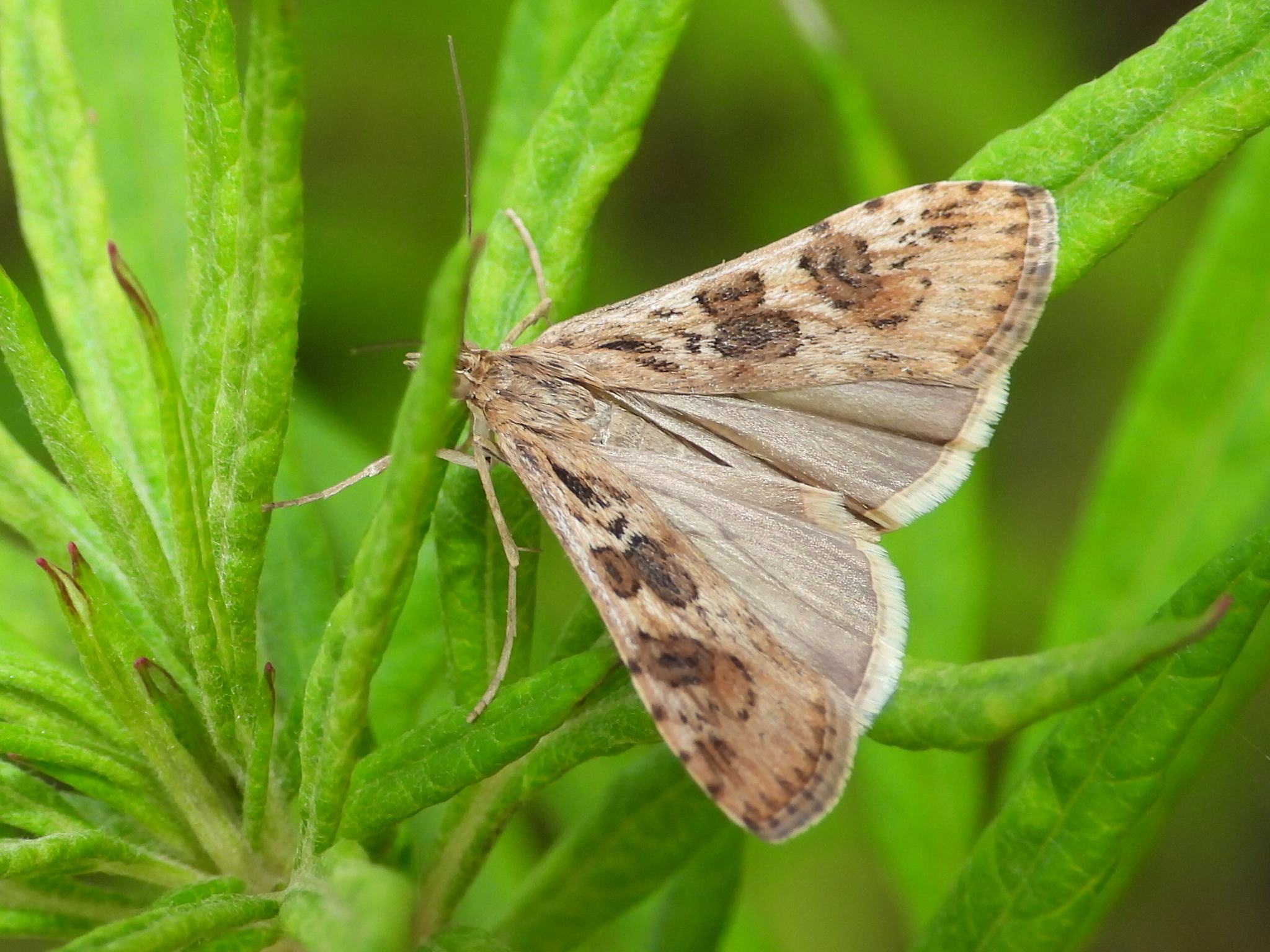 Nomophila noctuella
