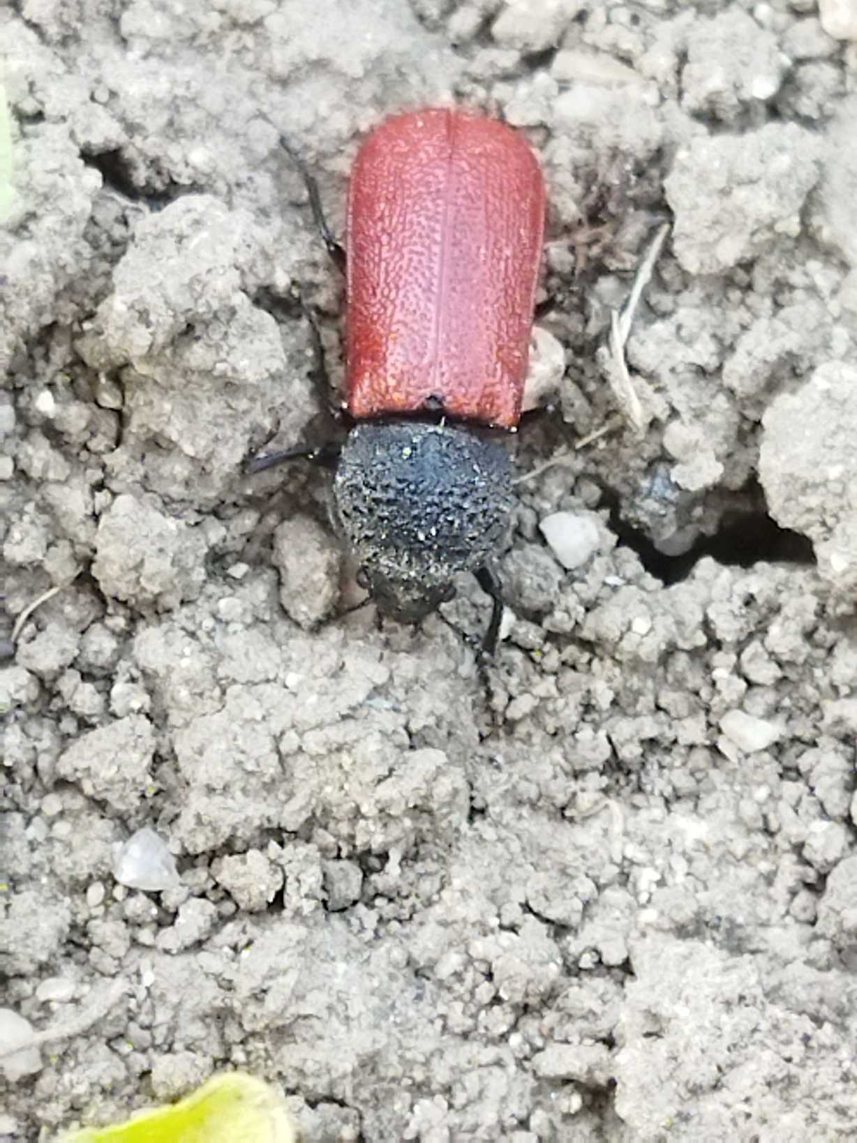 Bostrichus capucinus