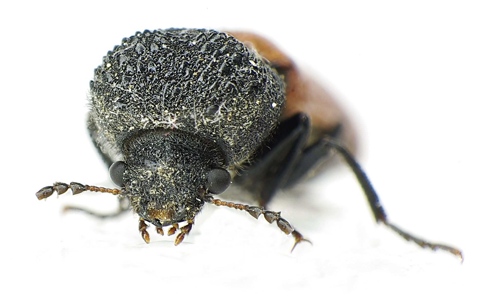 Bostrichus capucinus