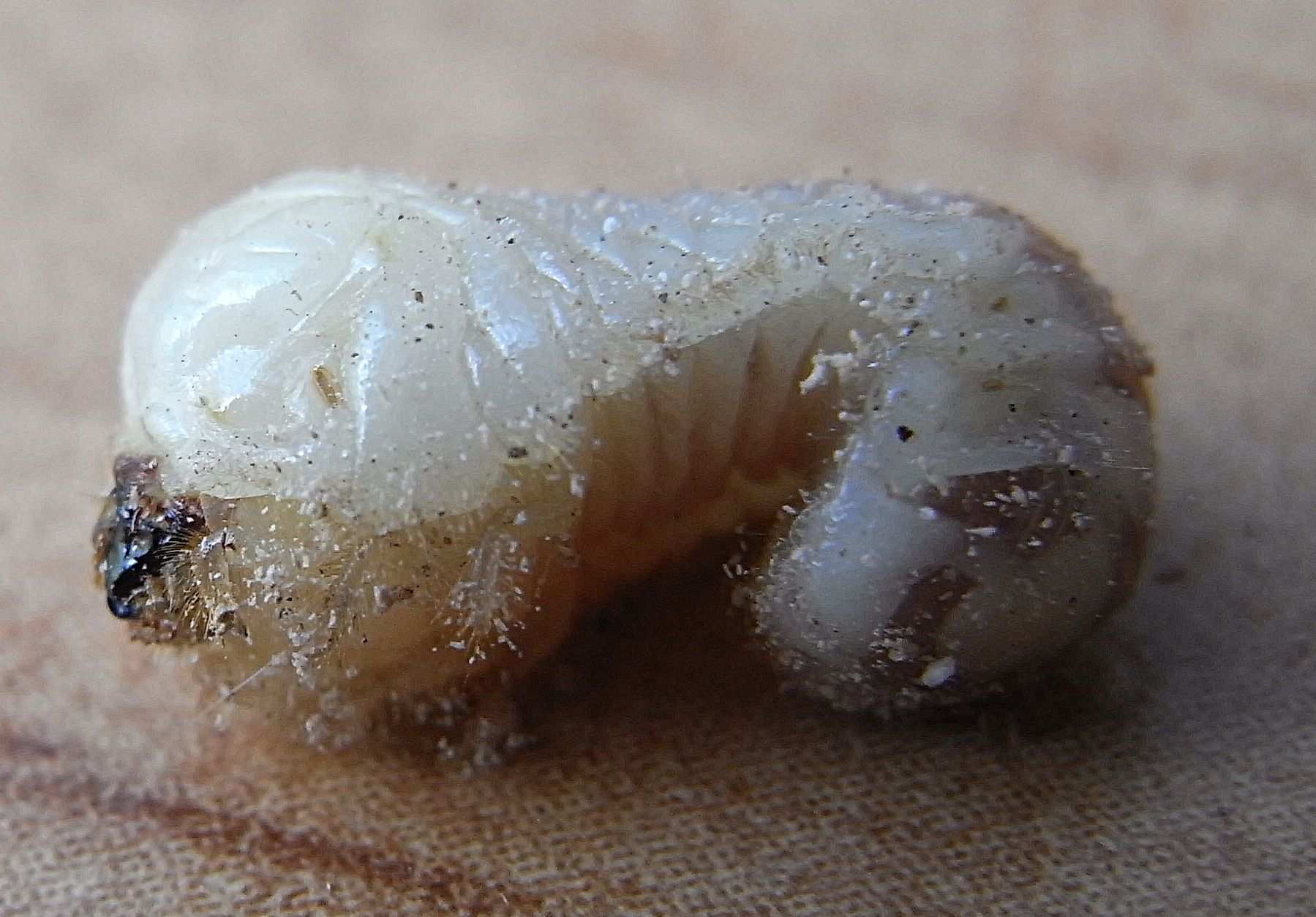 Bostrichus capucinus