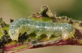 Spoladea recurvalis