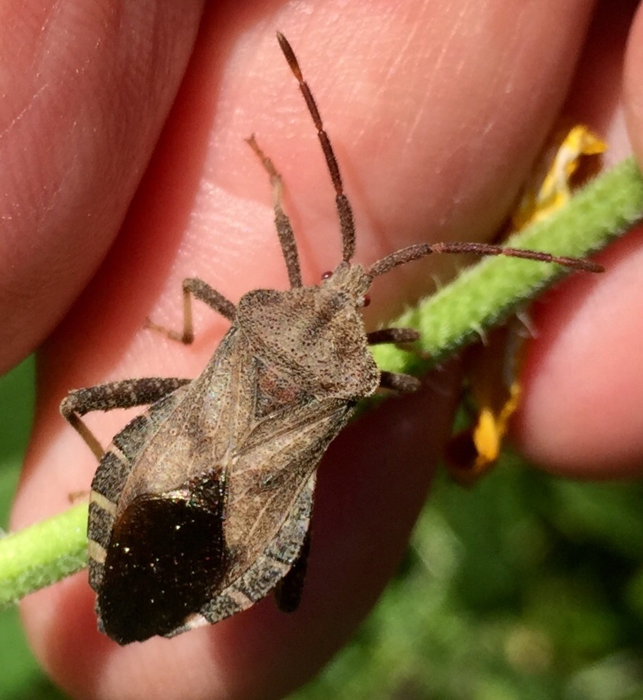 Piezogaster