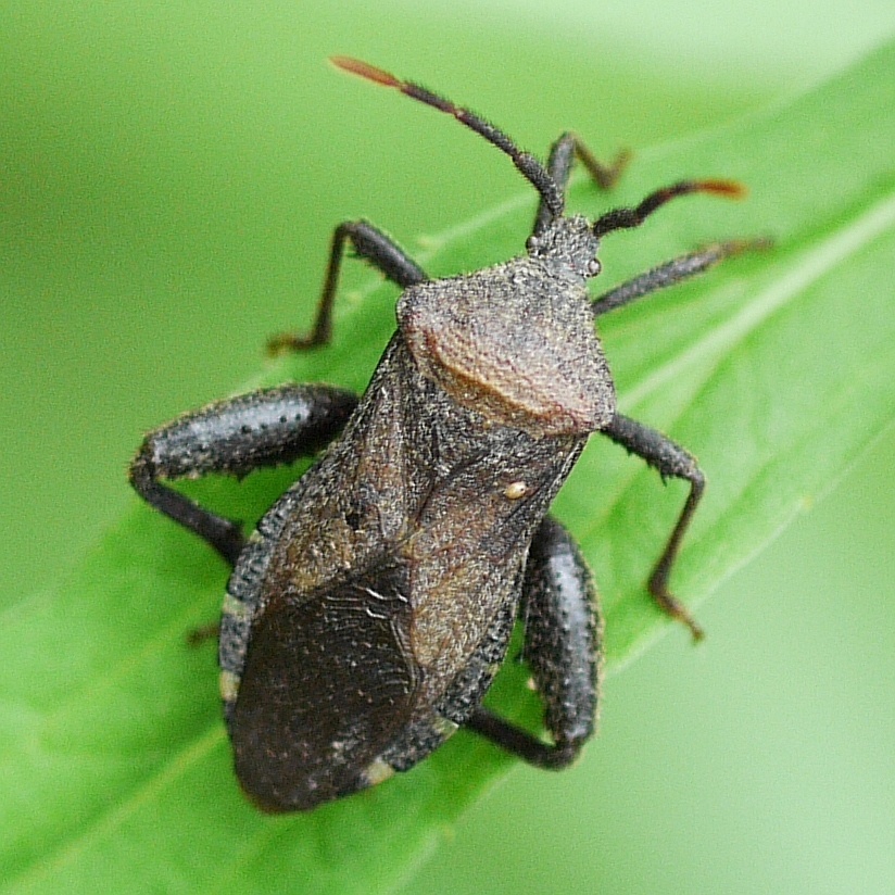 Piezogaster