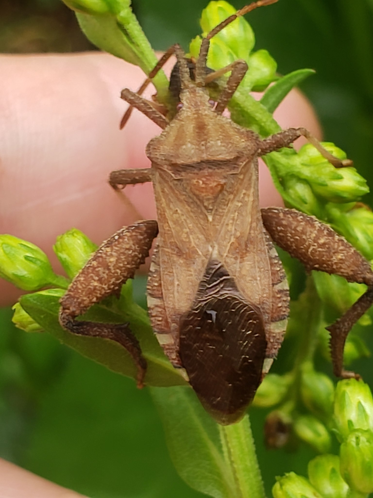 Piezogaster