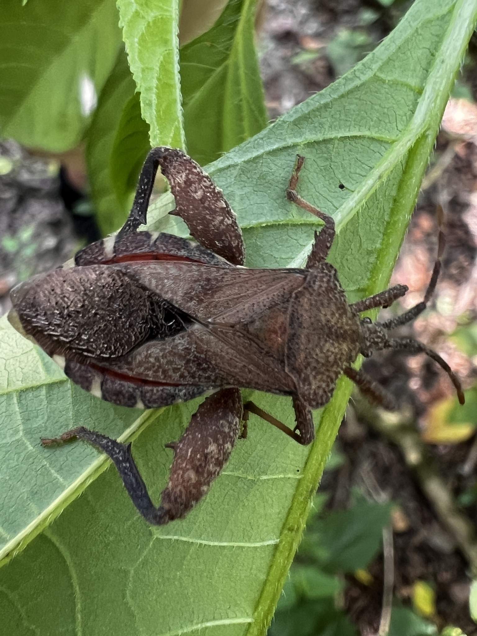 Piezogaster