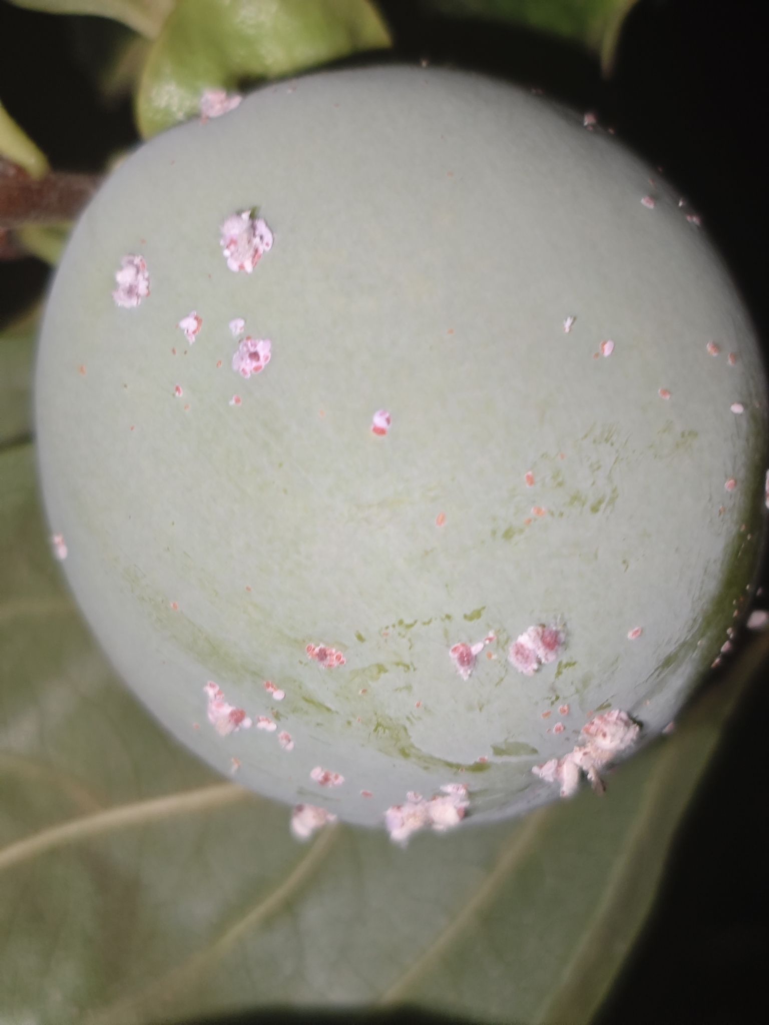 Asiacornococcus kaki