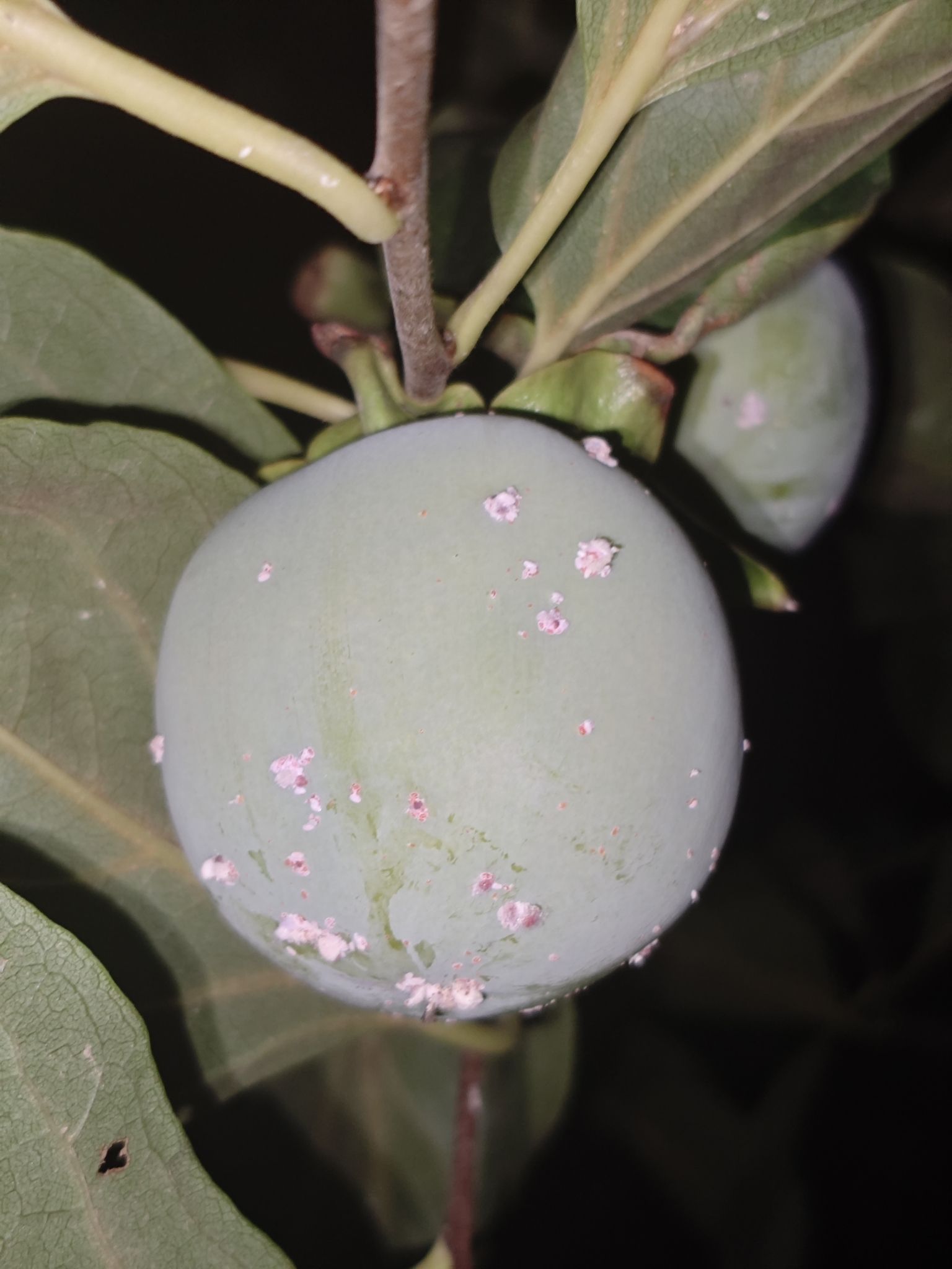 Asiacornococcus kaki
