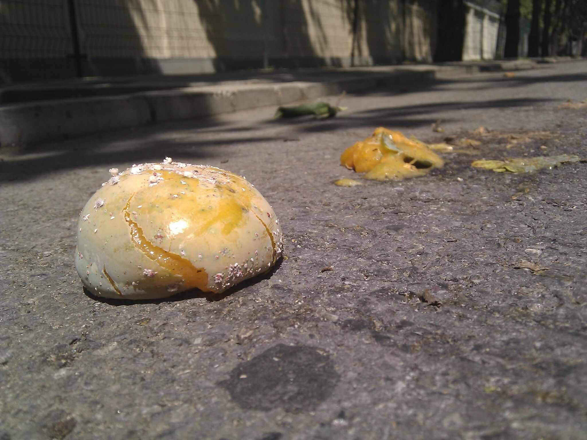 Asiacornococcus kaki