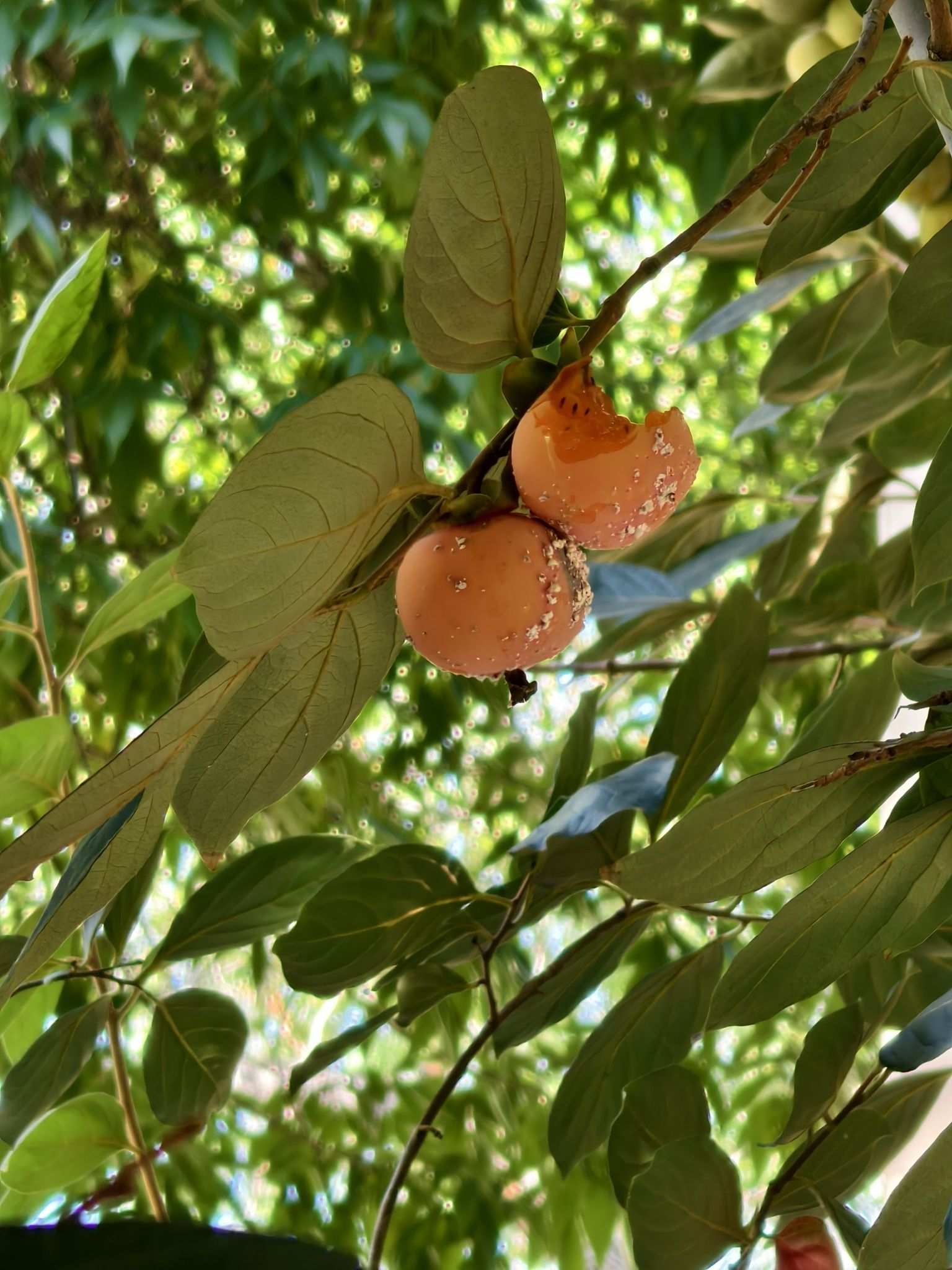 Asiacornococcus kaki