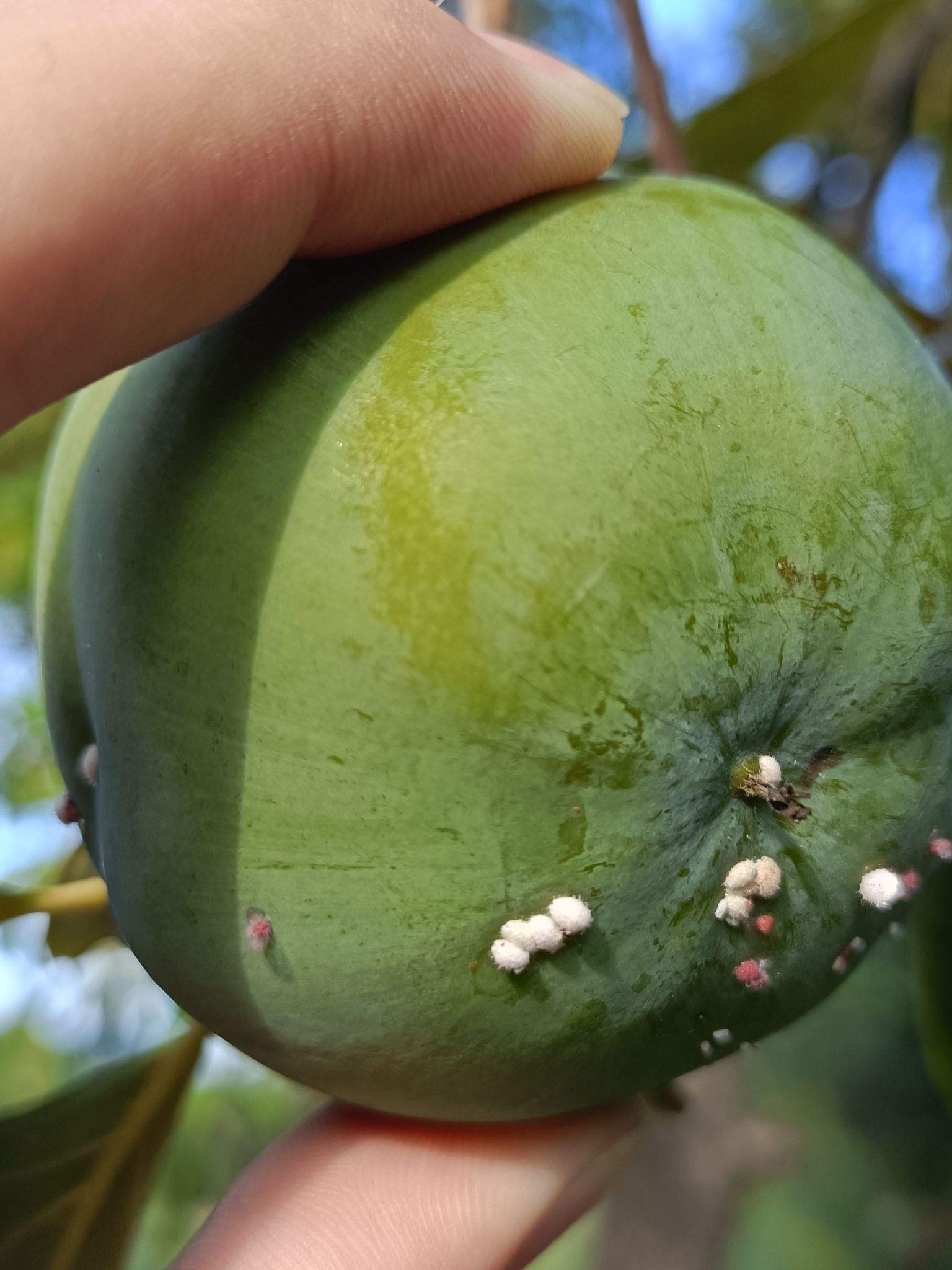 Asiacornococcus kaki