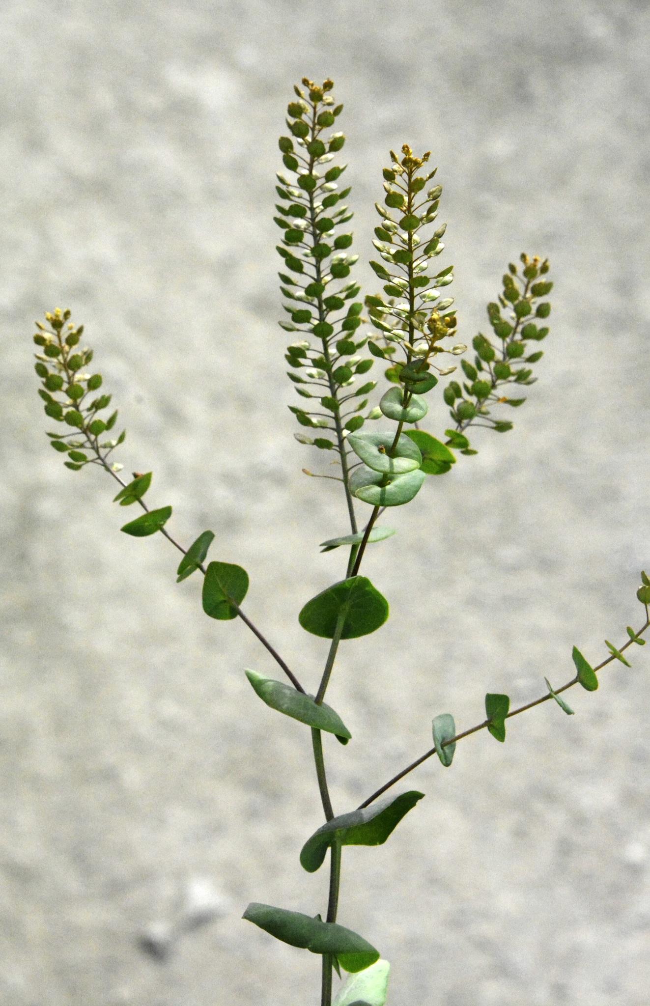 Lepidium perfoliatum