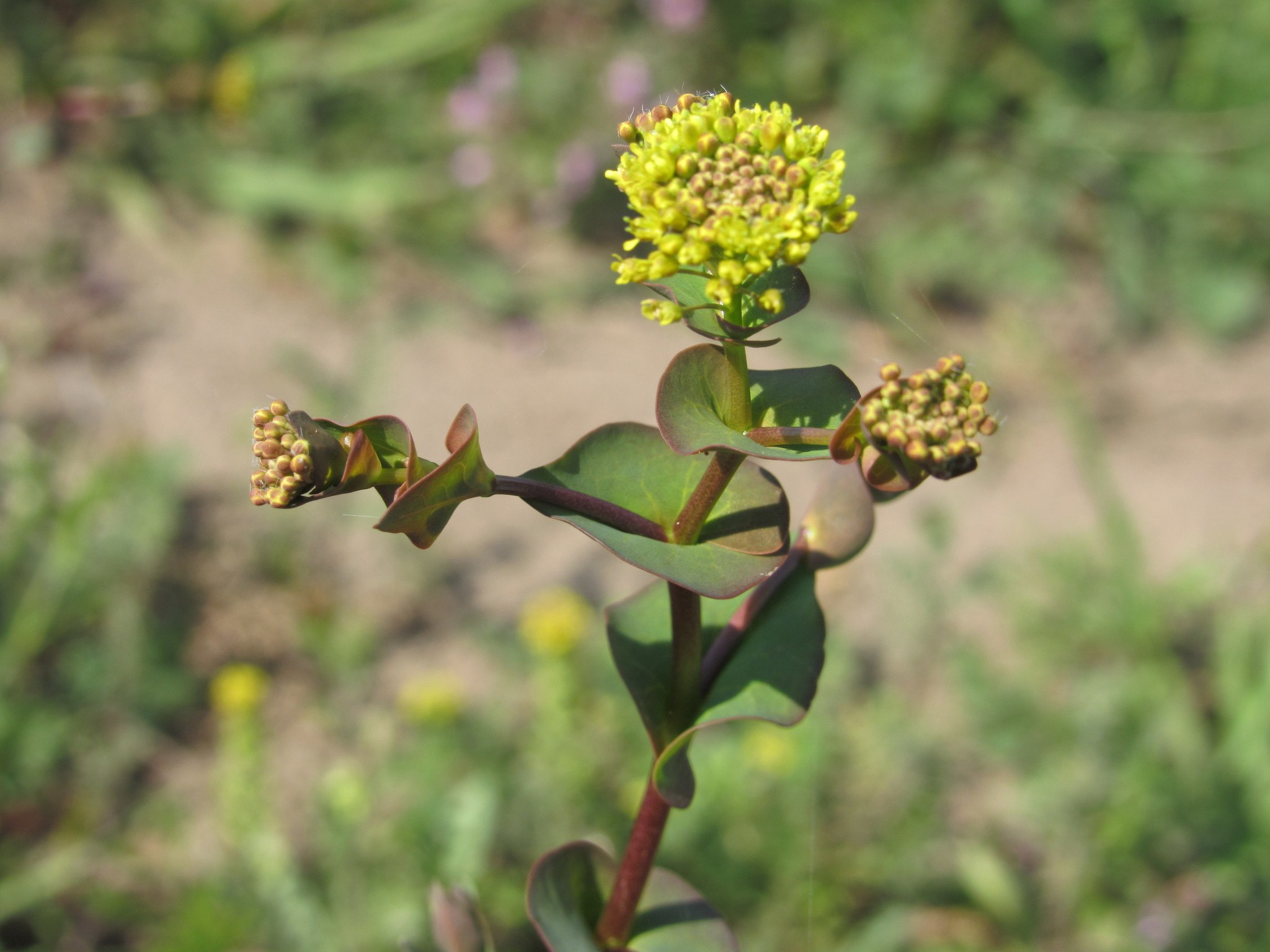Lepidium perfoliatum