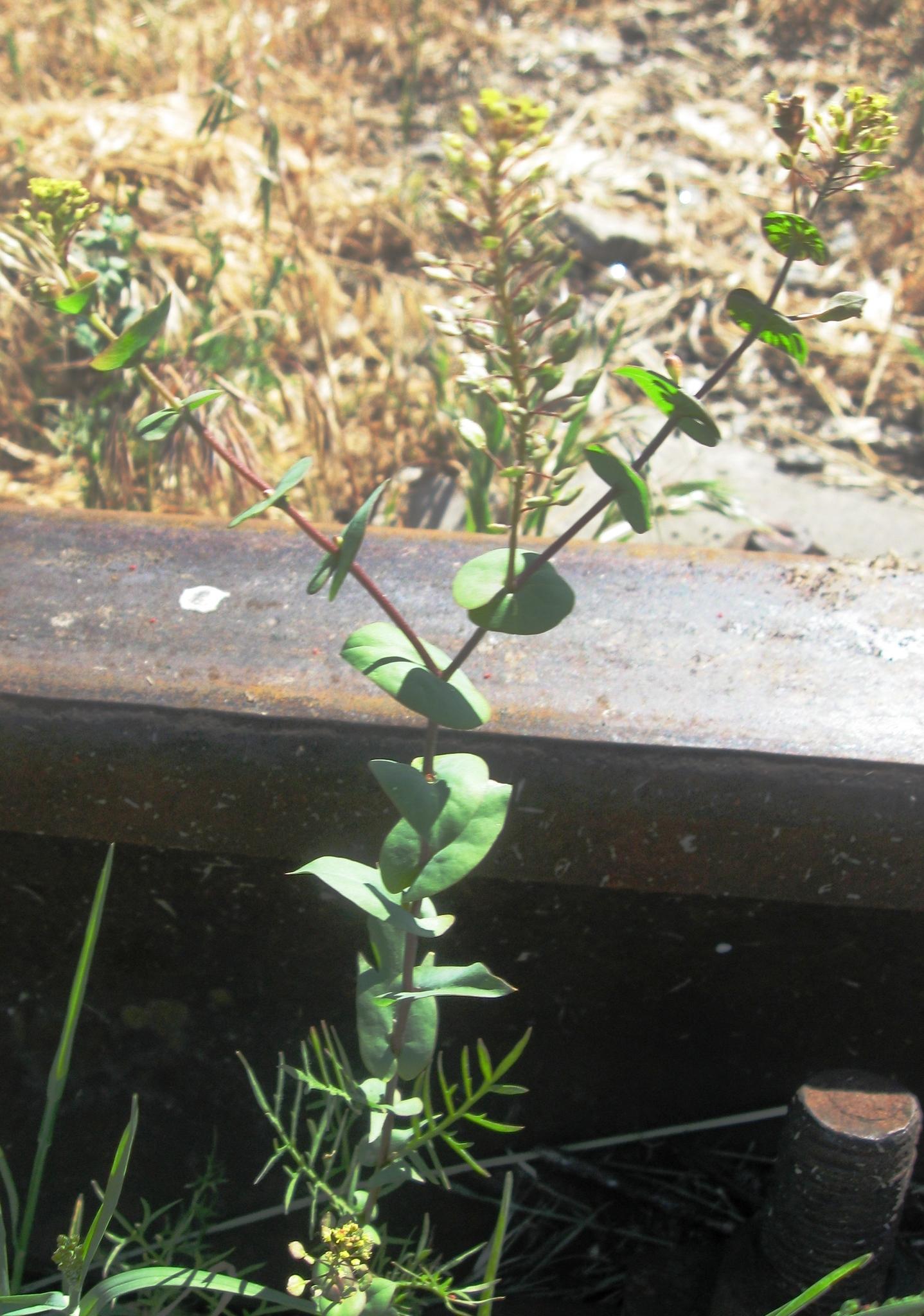 Lepidium perfoliatum