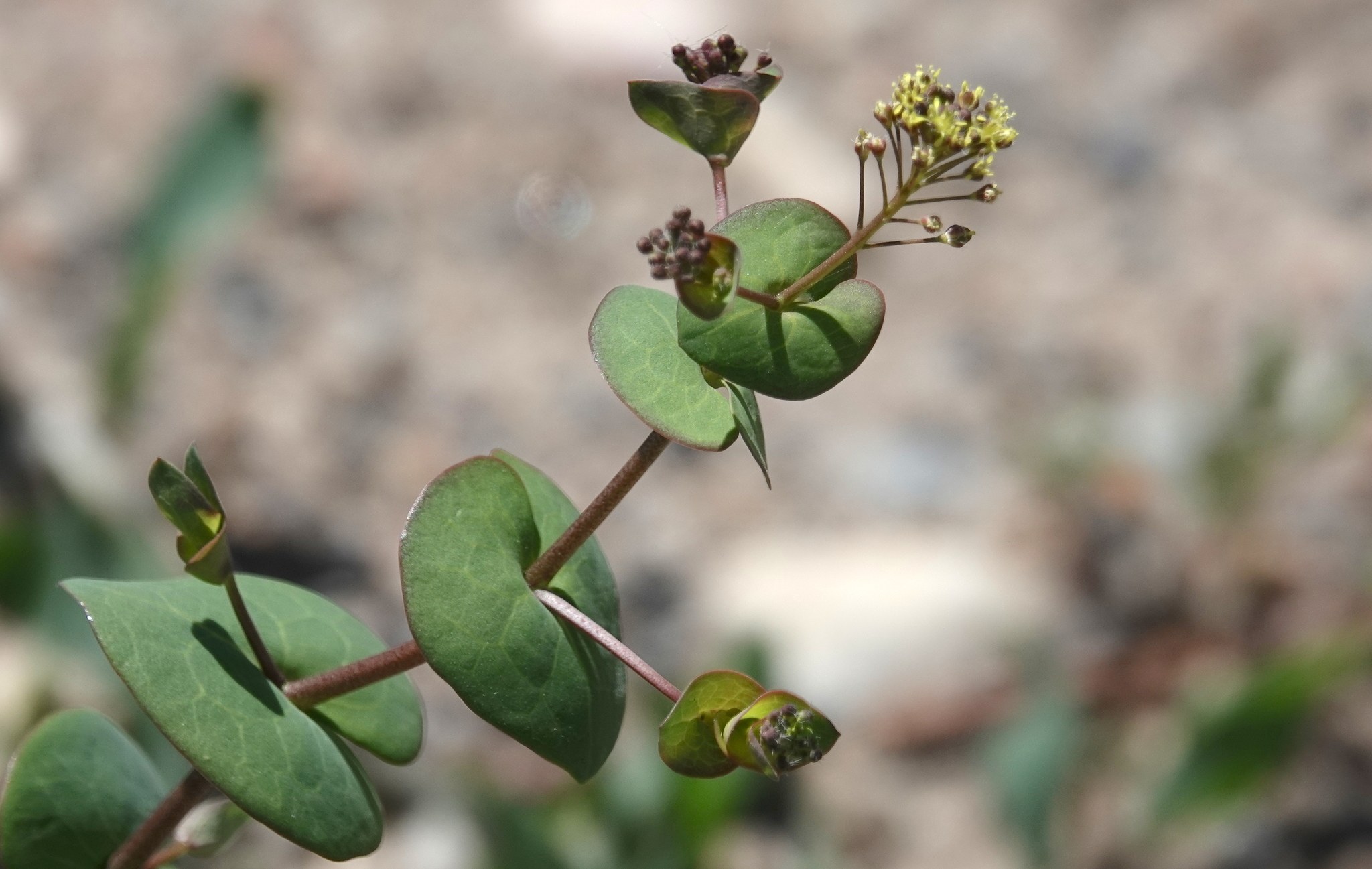 Lepidium perfoliatum