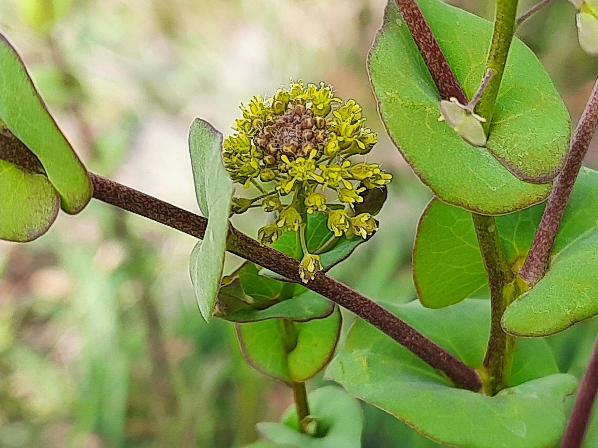 Lepidium perfoliatum