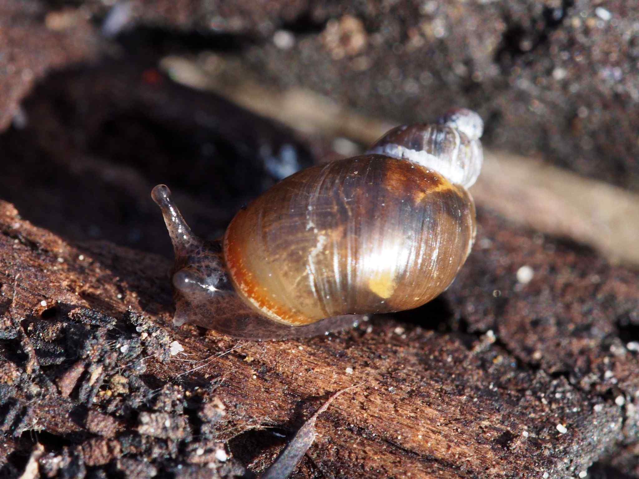 Succinea australis