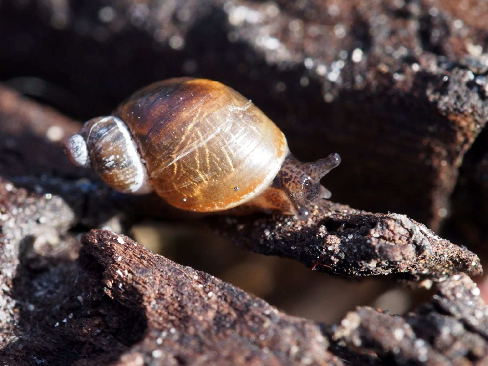 Succinea australis